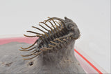 Trilobite (Miraspis)