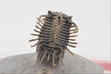 Trilobite (Miraspis)