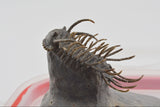 Trilobite (Miraspis)