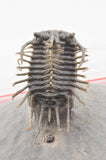 Trilobite (Miraspis)