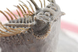 Trilobite (Miraspis)