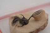 Trilobite (Walliserops)