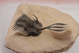 Trilobite (Walliserops)