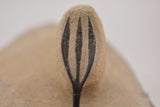 Trilobite (Walliserops)