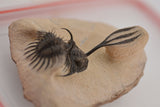 Trilobite (Walliserops)