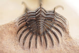 Trilobite (Walliserops)