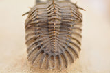 Trilobite (Walliserops)