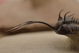 Trilobite (Walliserops)