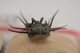 Trilobite (Dicranurus)