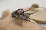 Trilobite (Dicranurus)