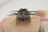 Trilobite (Dicranurus)