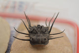 Trilobite (Dicranurus)