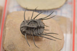 Trilobite (Dicranurus)
