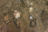 Nea 104