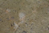 Nagjir 006 (prov.)