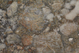 Zli179