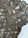 NWA 14016 Eucrite Melt Breccia