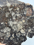 NWA 14016 Eucrite Melt Breccia