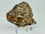 Admire Pallasite