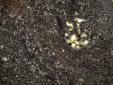 NWA 17295