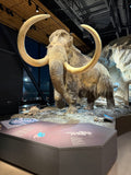 Wooly Mammoth hair