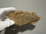 Cave Bear skin and hair