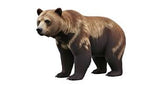 Cave Bear skin and hair